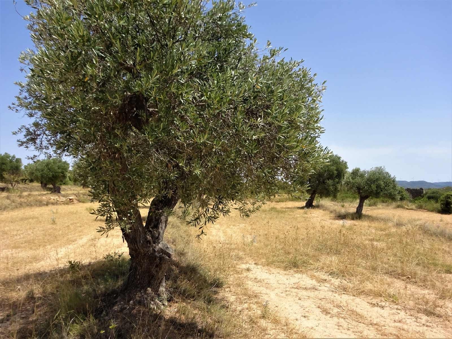  à vendre maison de campagne Maella Bajo Aragón-Caspe 7