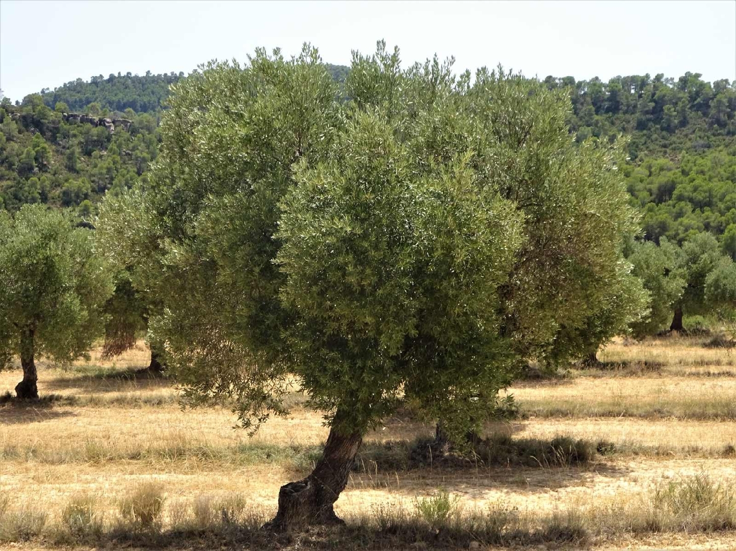  à vendre maison de campagne Maella Bajo Aragón-Caspe 5