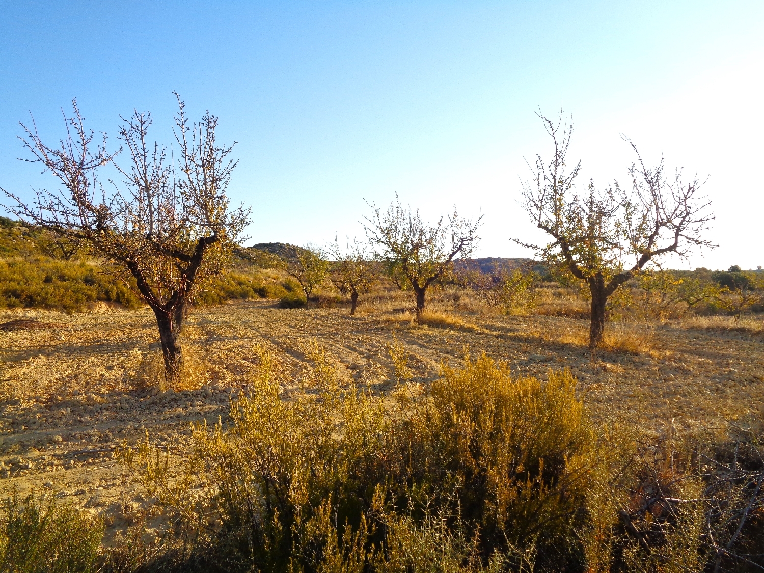  à vendre maison de campagne Maella Bajo Aragón-Caspe 10