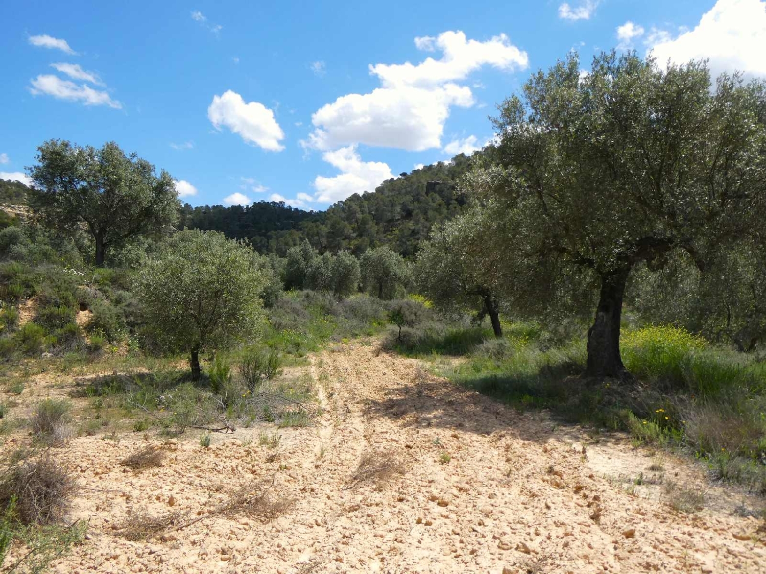  kaufen Landhaus Maella Bajo Aragón-Caspe 4