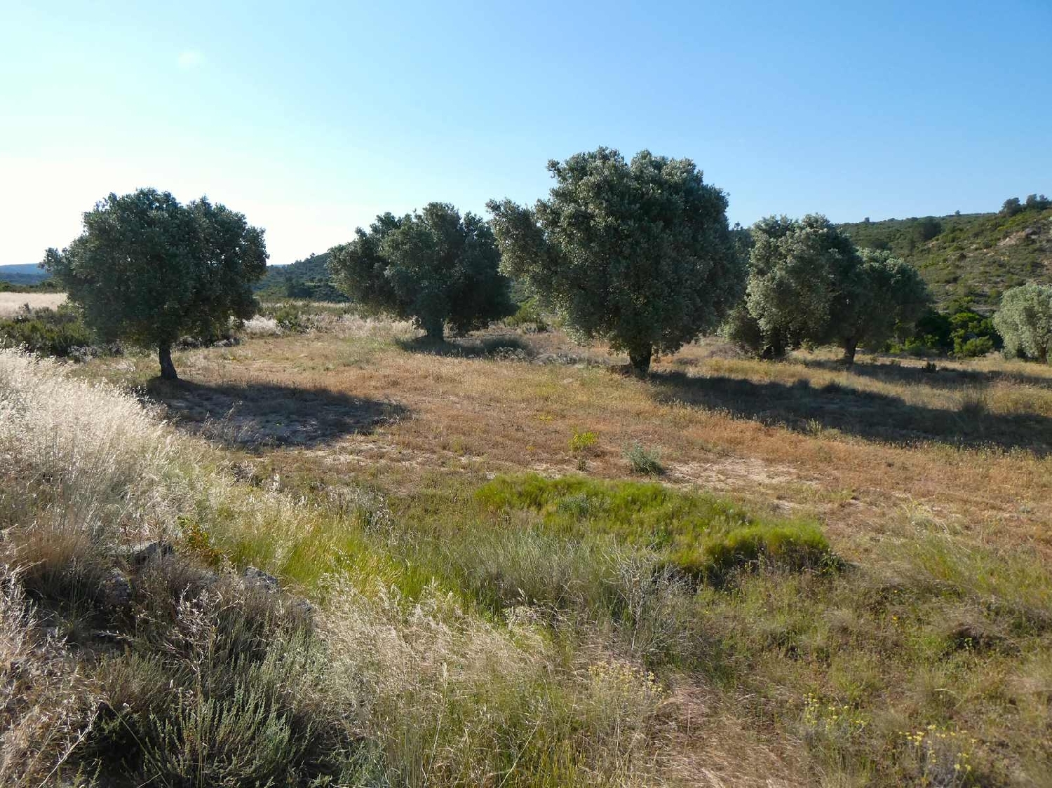  à vendre maison de campagne Maella Bajo Aragón-Caspe 3
