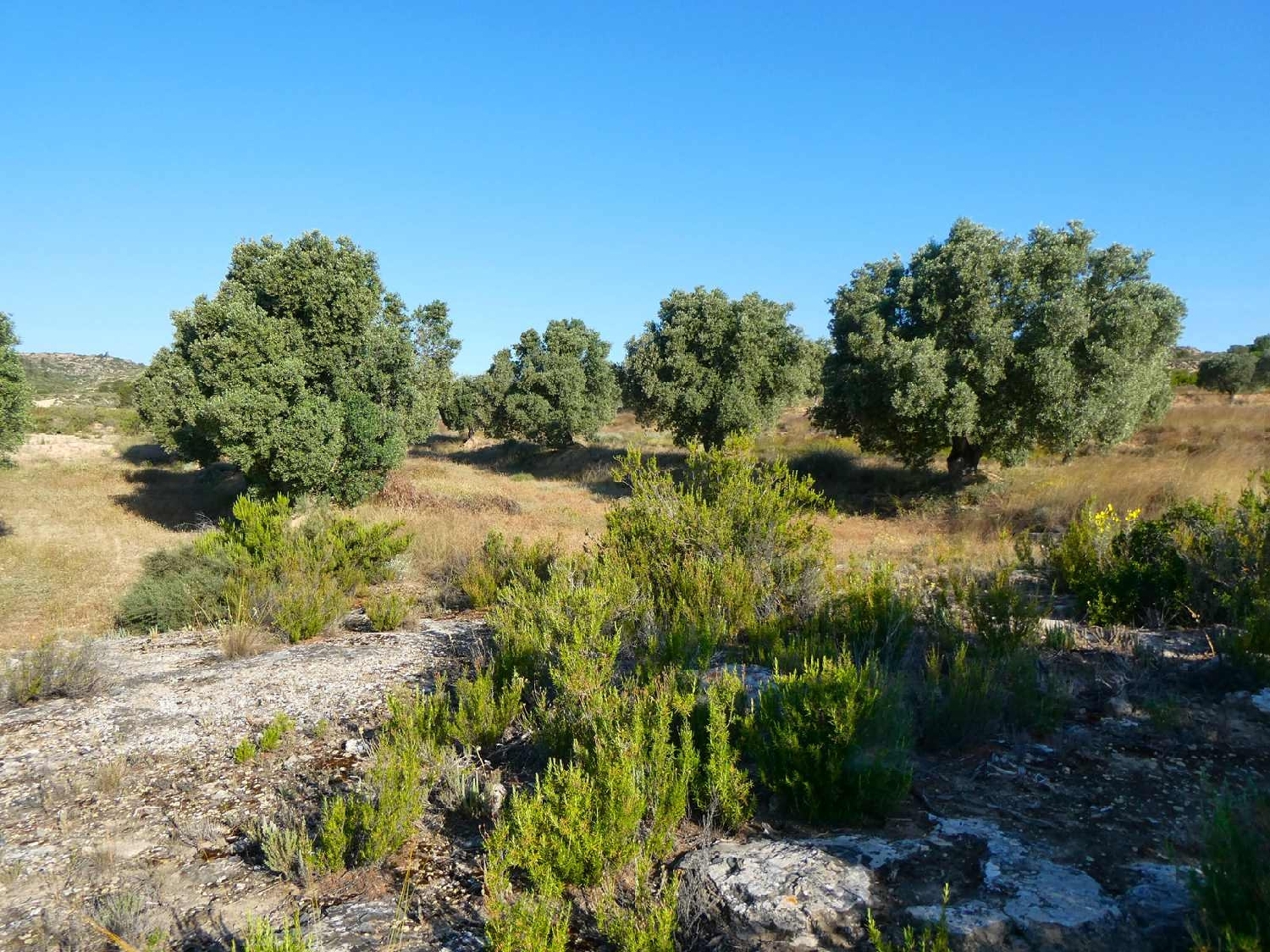  à vendre maison de campagne Maella Bajo Aragón-Caspe 7