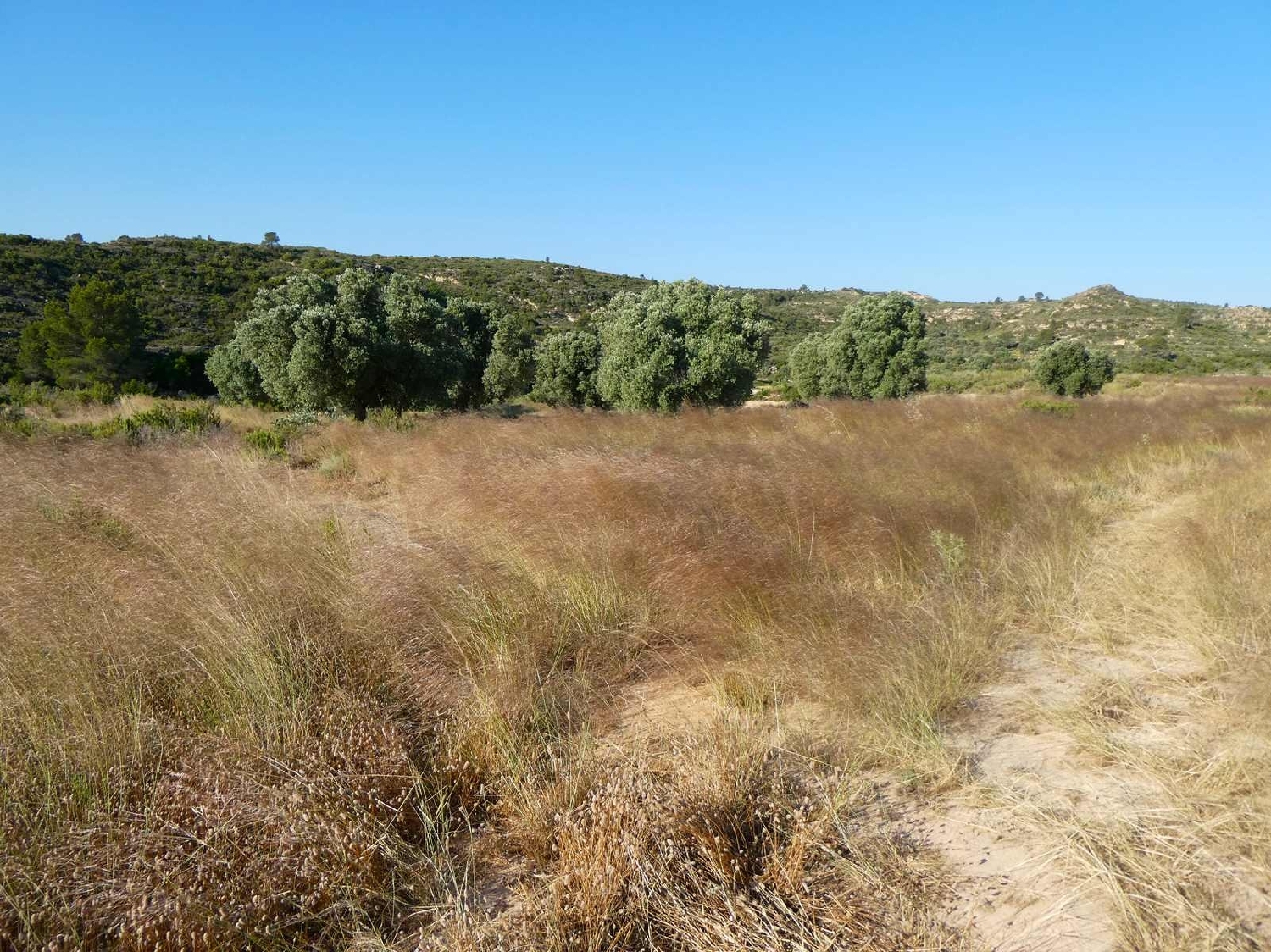  à vendre maison de campagne Maella Bajo Aragón-Caspe 14