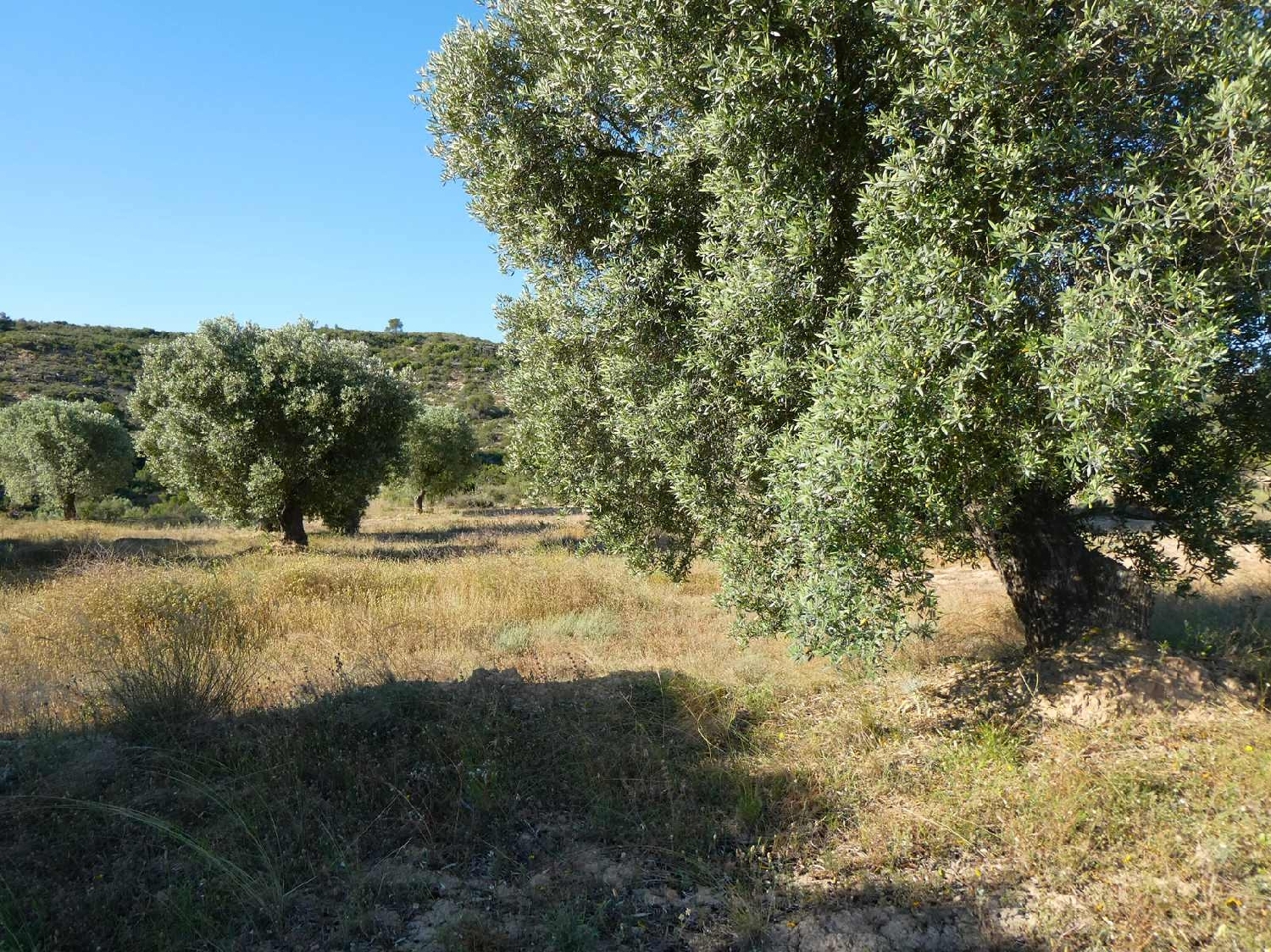  à vendre maison de campagne Maella Bajo Aragón-Caspe 4