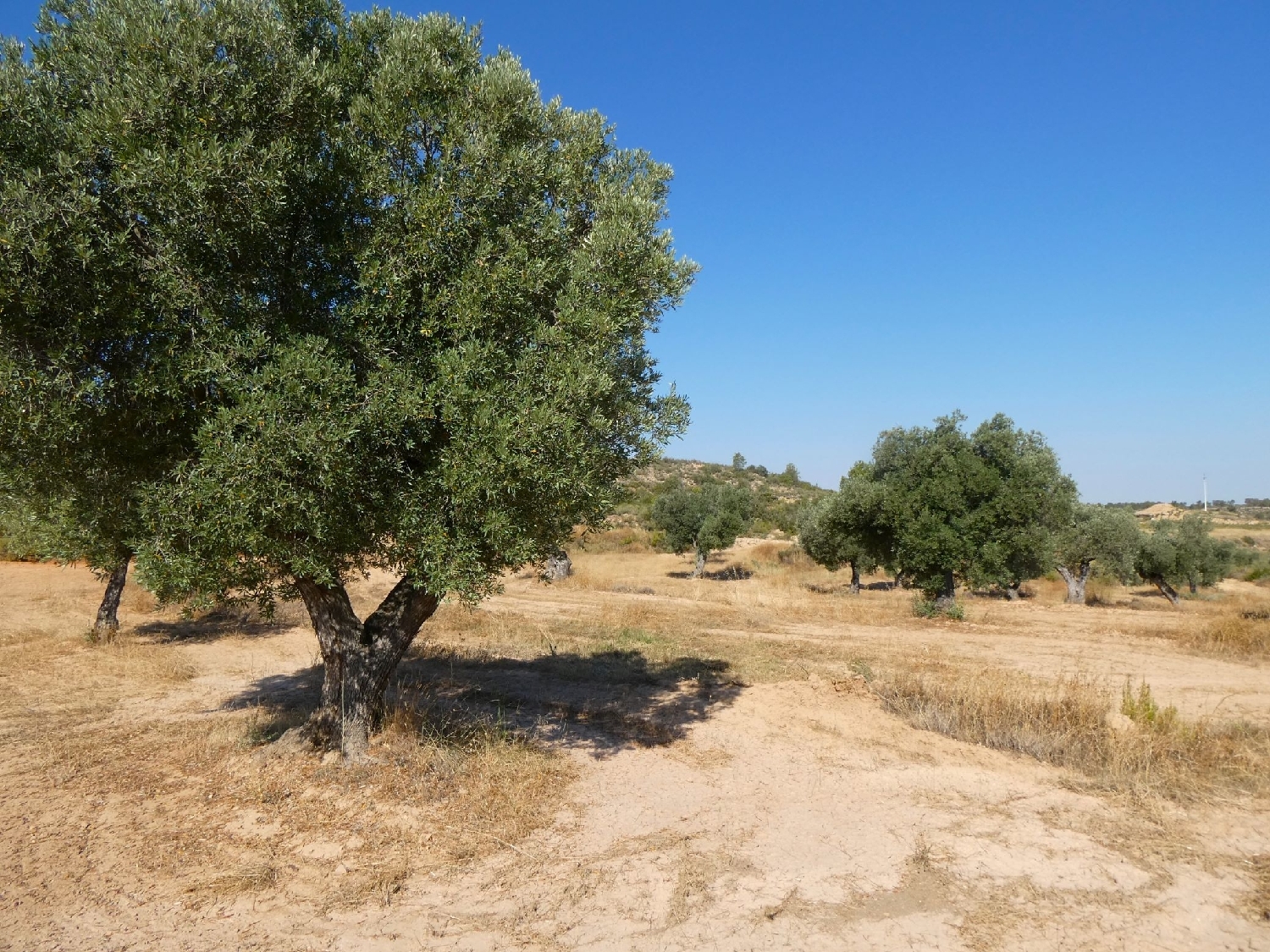  kaufen Landhaus Maella Bajo Aragón-Caspe 6