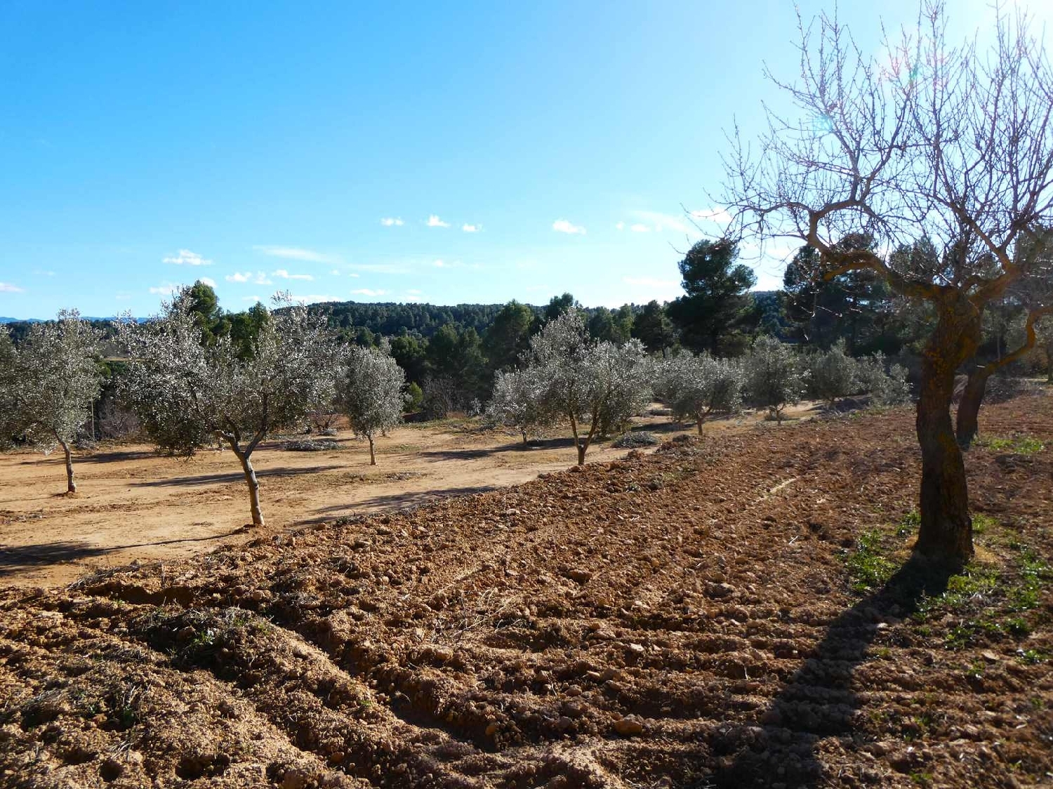  à vendre maison de campagne Mazaleón Matarraña 4