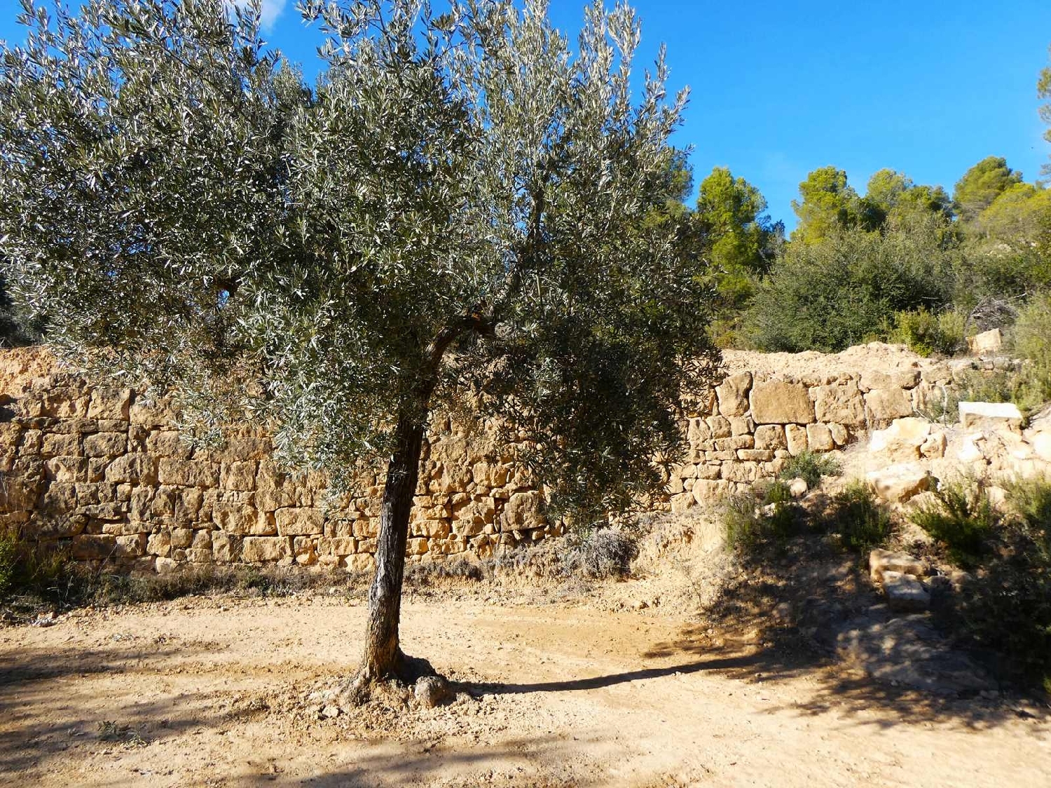  à vendre maison de campagne Mazaleón Matarraña 7
