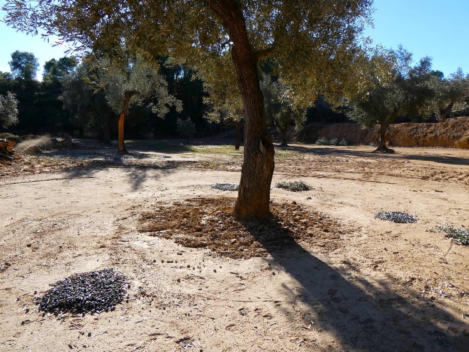  à vendre maison de campagne Mazaleón Matarraña 5