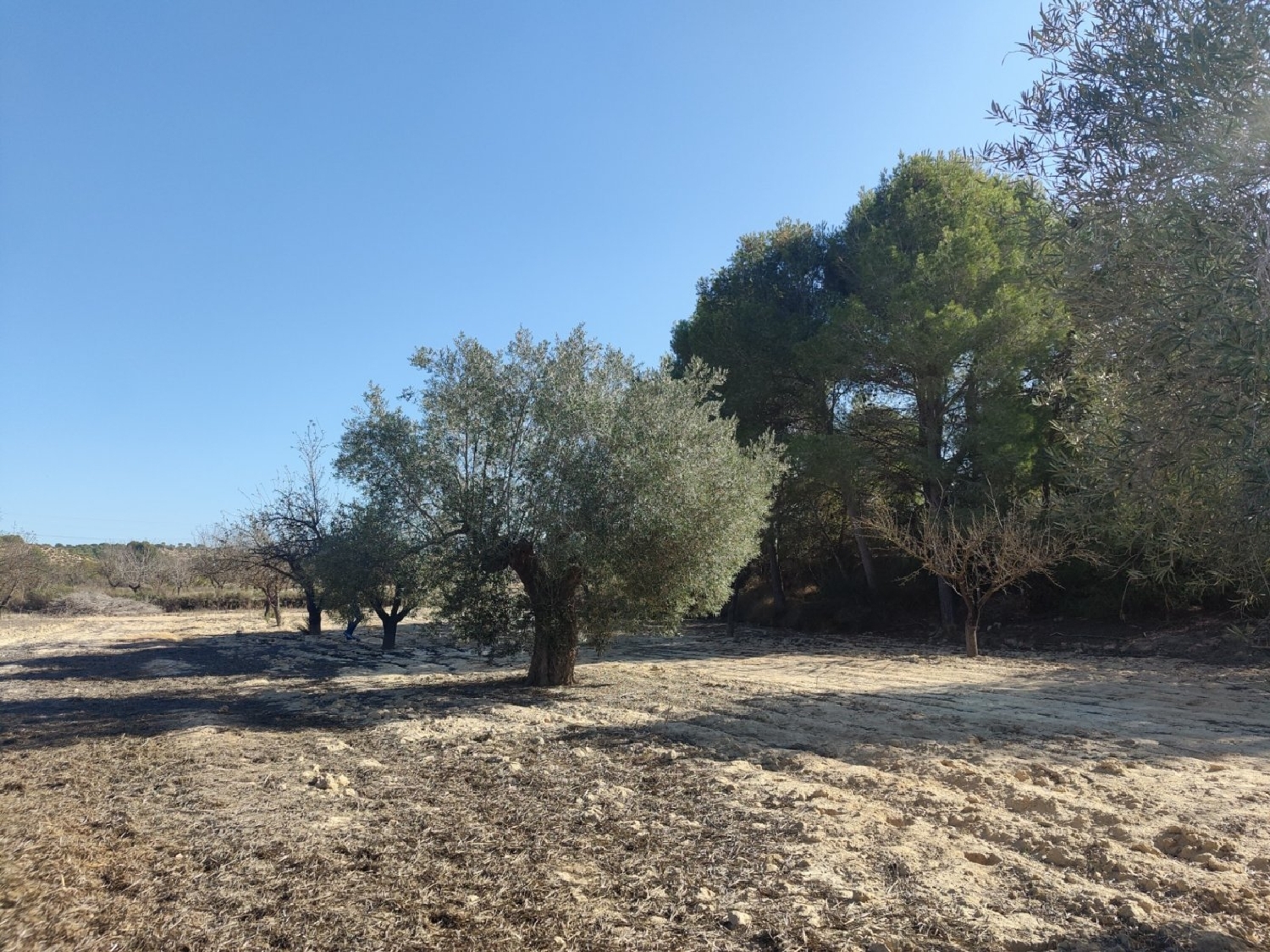  te koop boerderij Orihuela Baix Segura 3