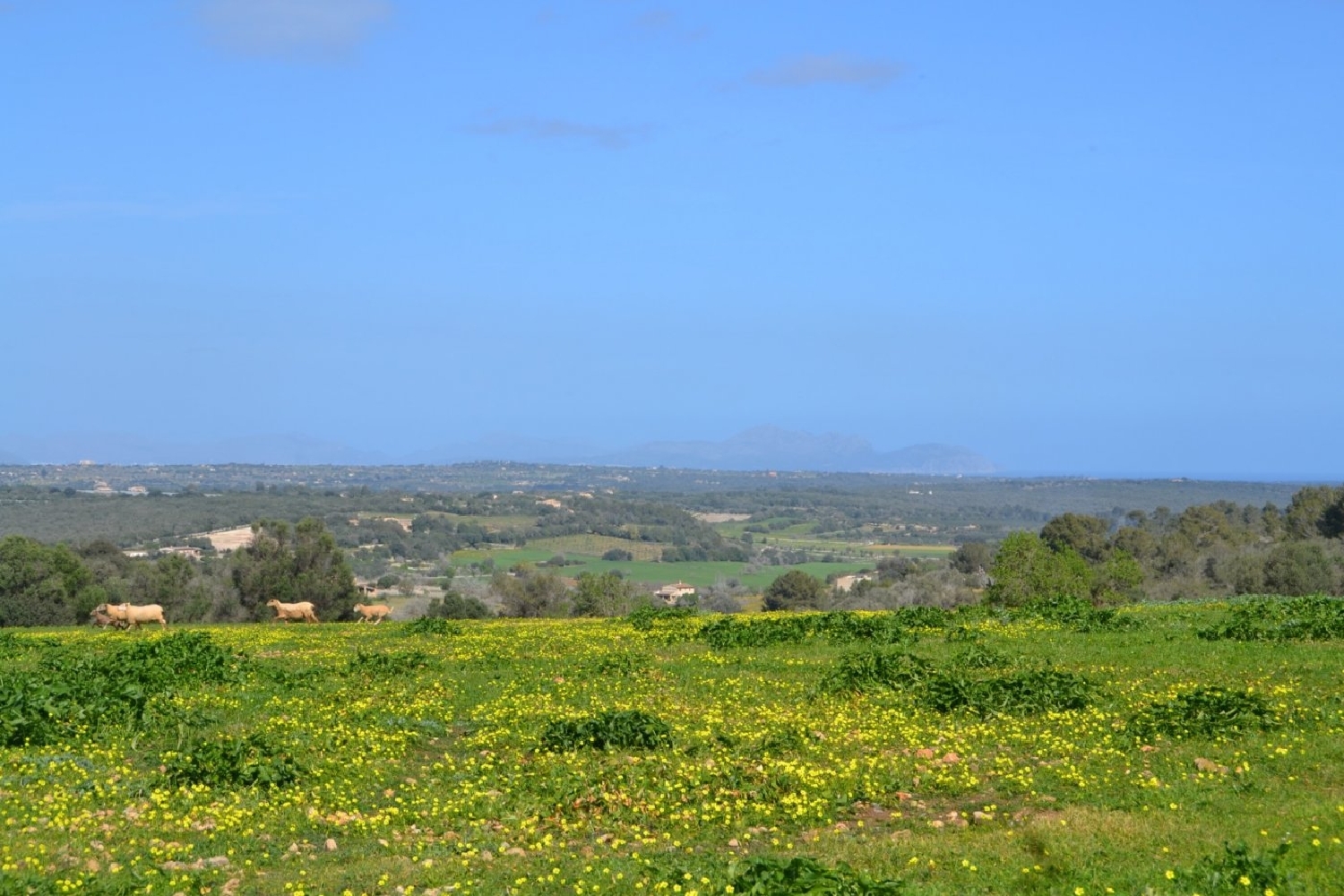 à vendre maison de campagne Petra Pla (Es) 2