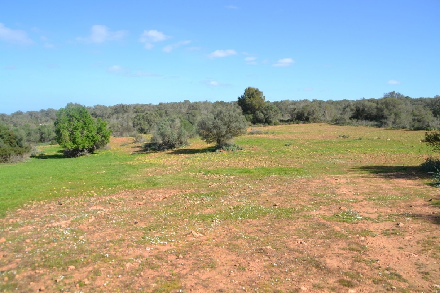  à vendre maison de campagne Petra Pla (Es) 4