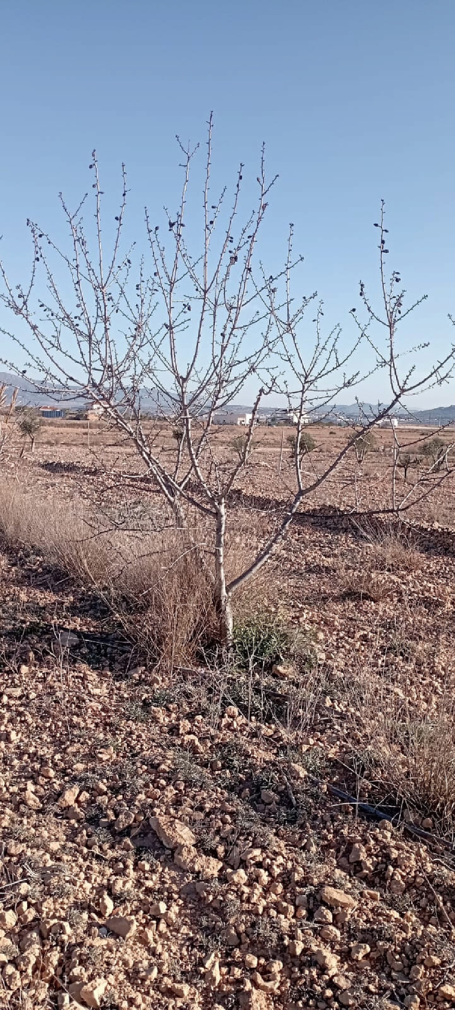  à vendre maison de campagne Pinoso Vinalopó Mitjà 11
