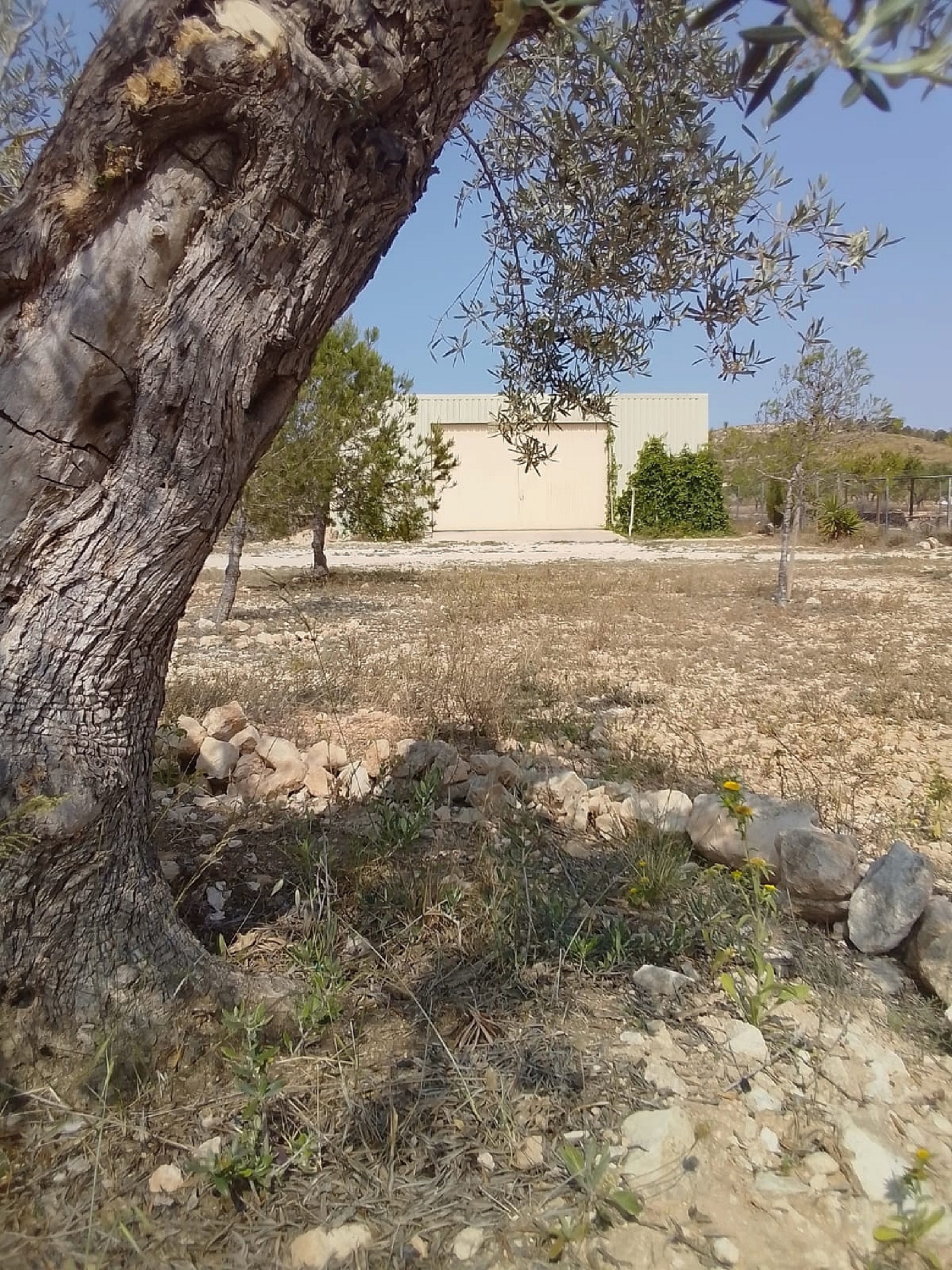  à vendre maison de campagne Pinoso Vinalopó Mitjà 31