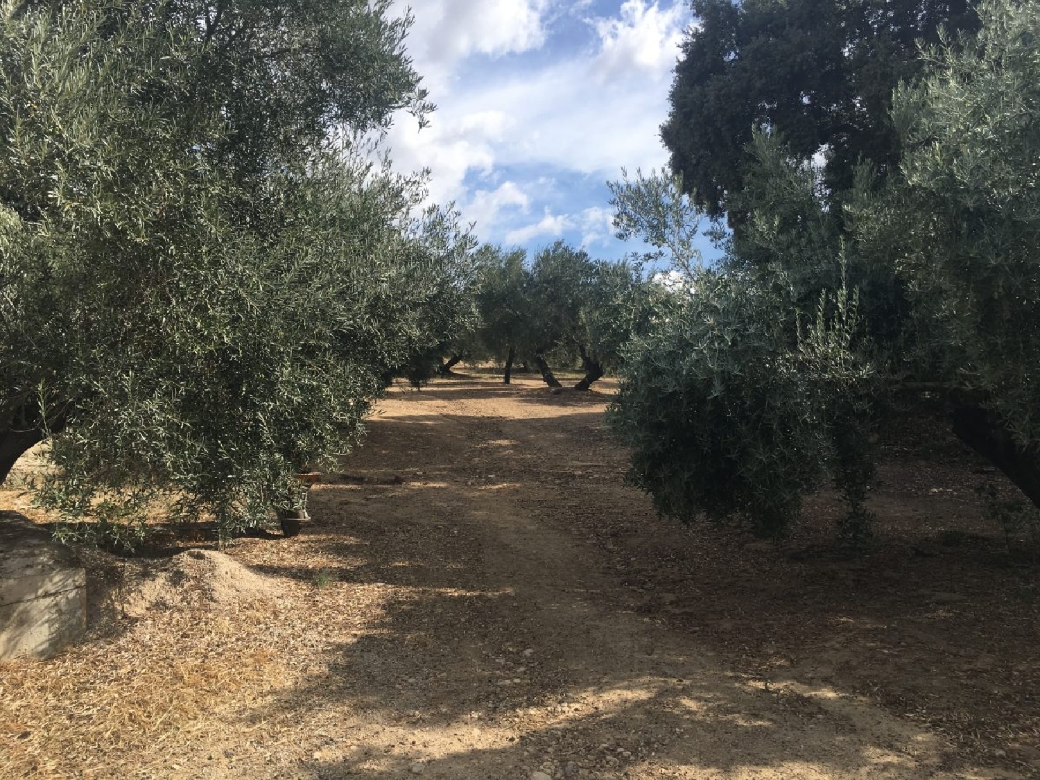  en venta finca rústica Ronda Serranía De Ronda 1