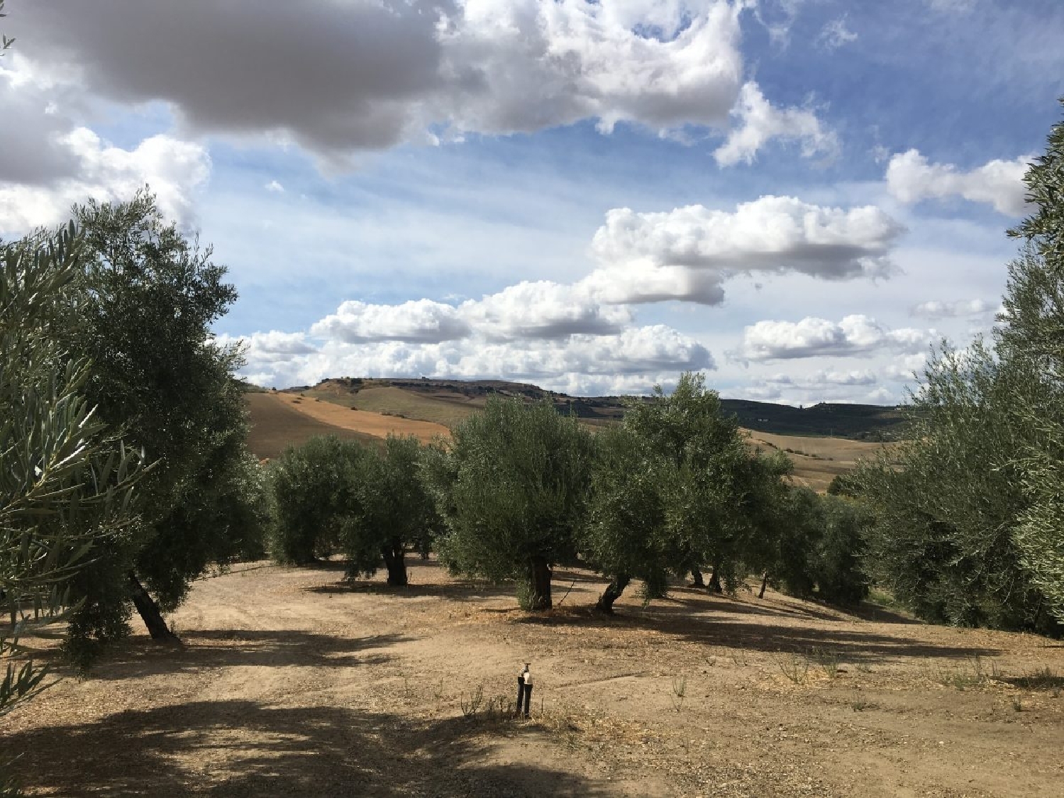  en venta finca rústica Ronda Serranía De Ronda 5