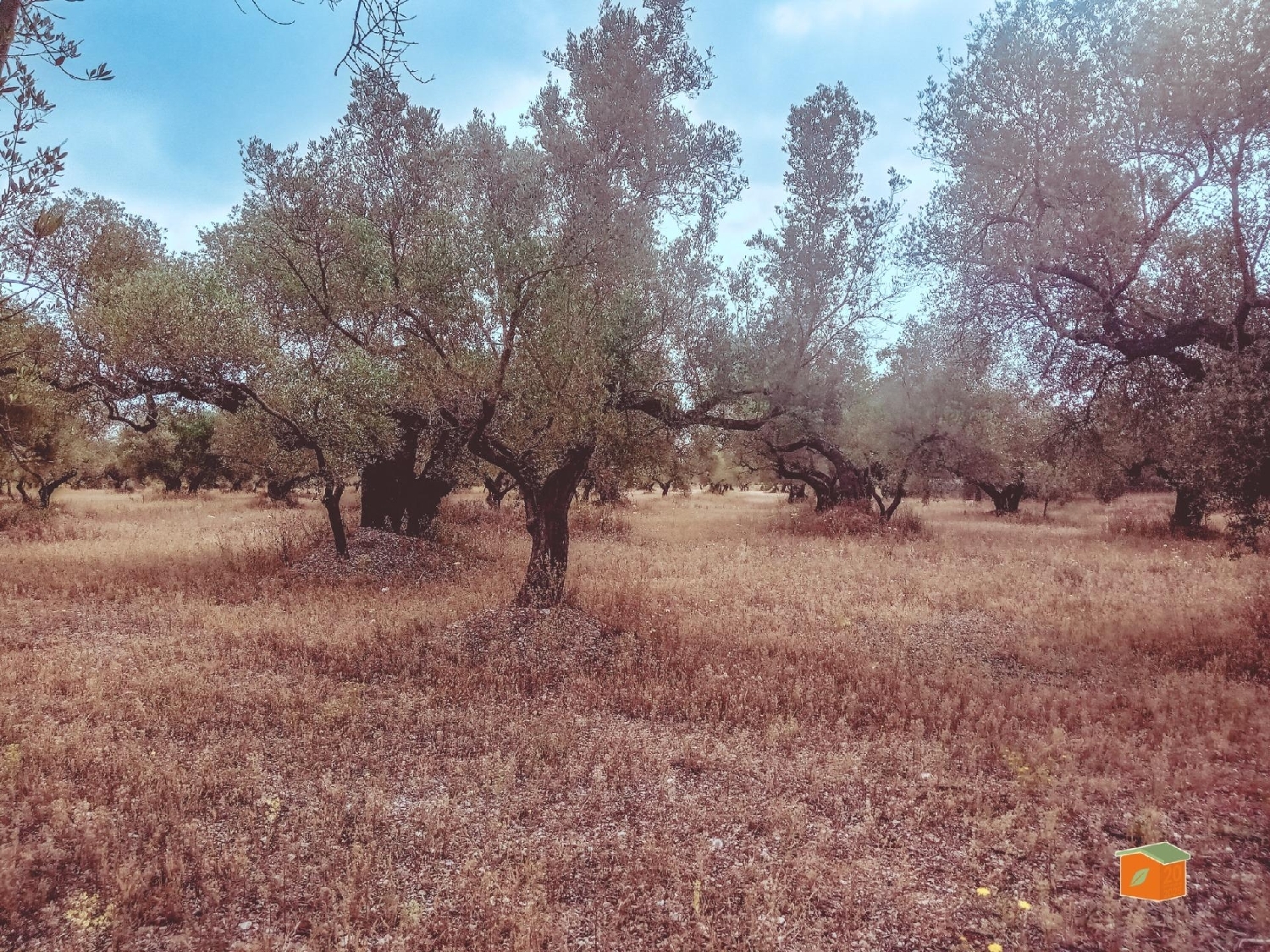  à vendre maison de campagne Santa Barbara Levante Almeriense 8