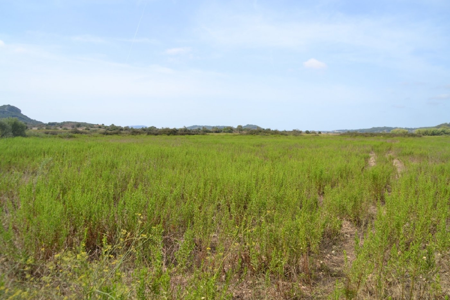à vendre maison de campagne Sineu Pla (Es) 2