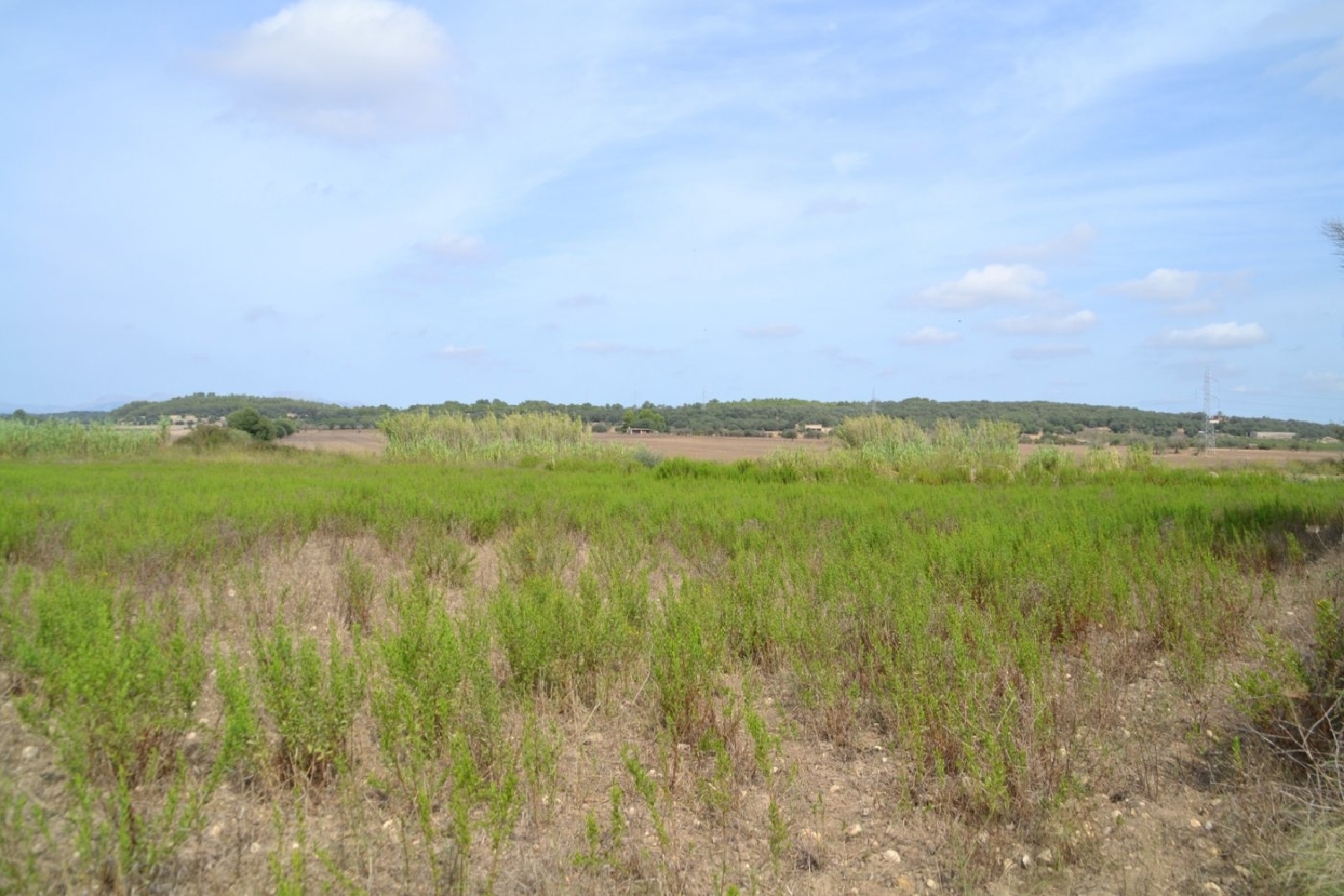  à vendre maison de campagne Sineu Pla (Es) 6