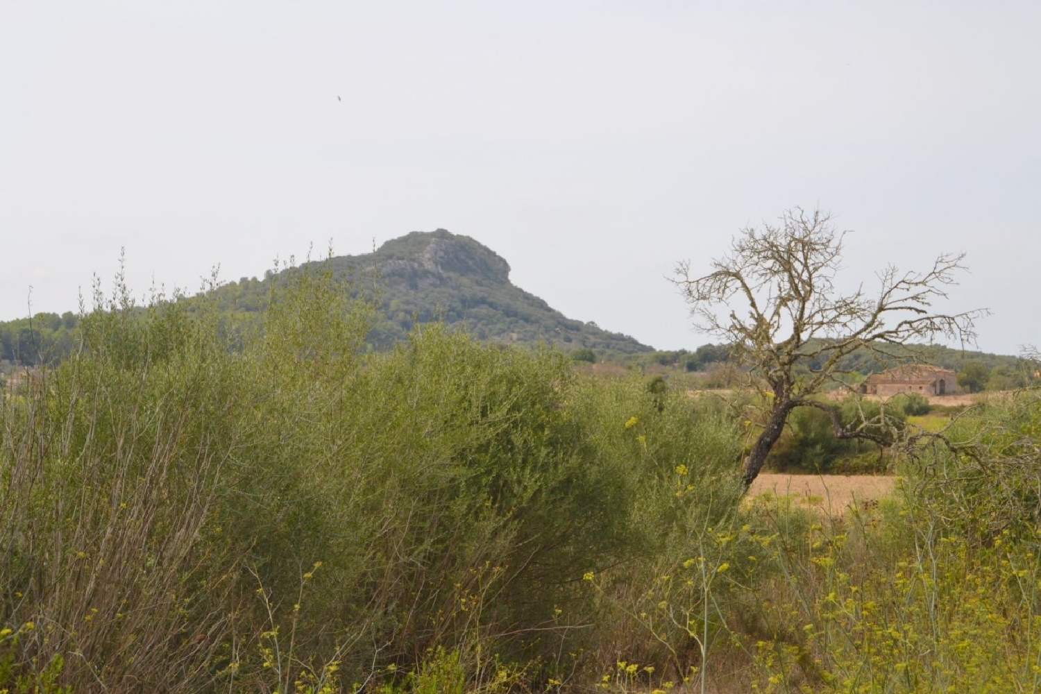 à vendre maison de campagne Sineu Pla (Es) 3