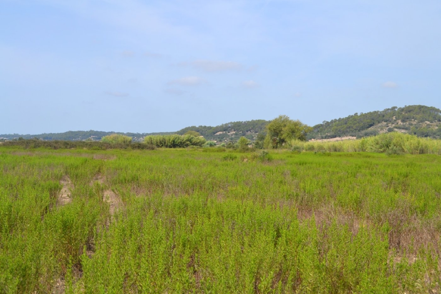  à vendre maison de campagne Sineu Pla (Es) 4