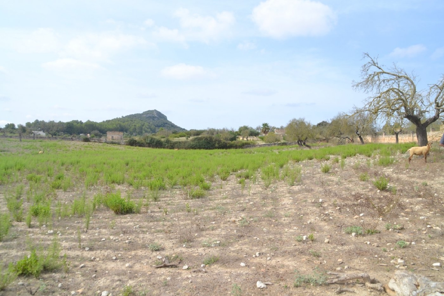  à vendre maison de campagne Sineu Pla (Es) 6