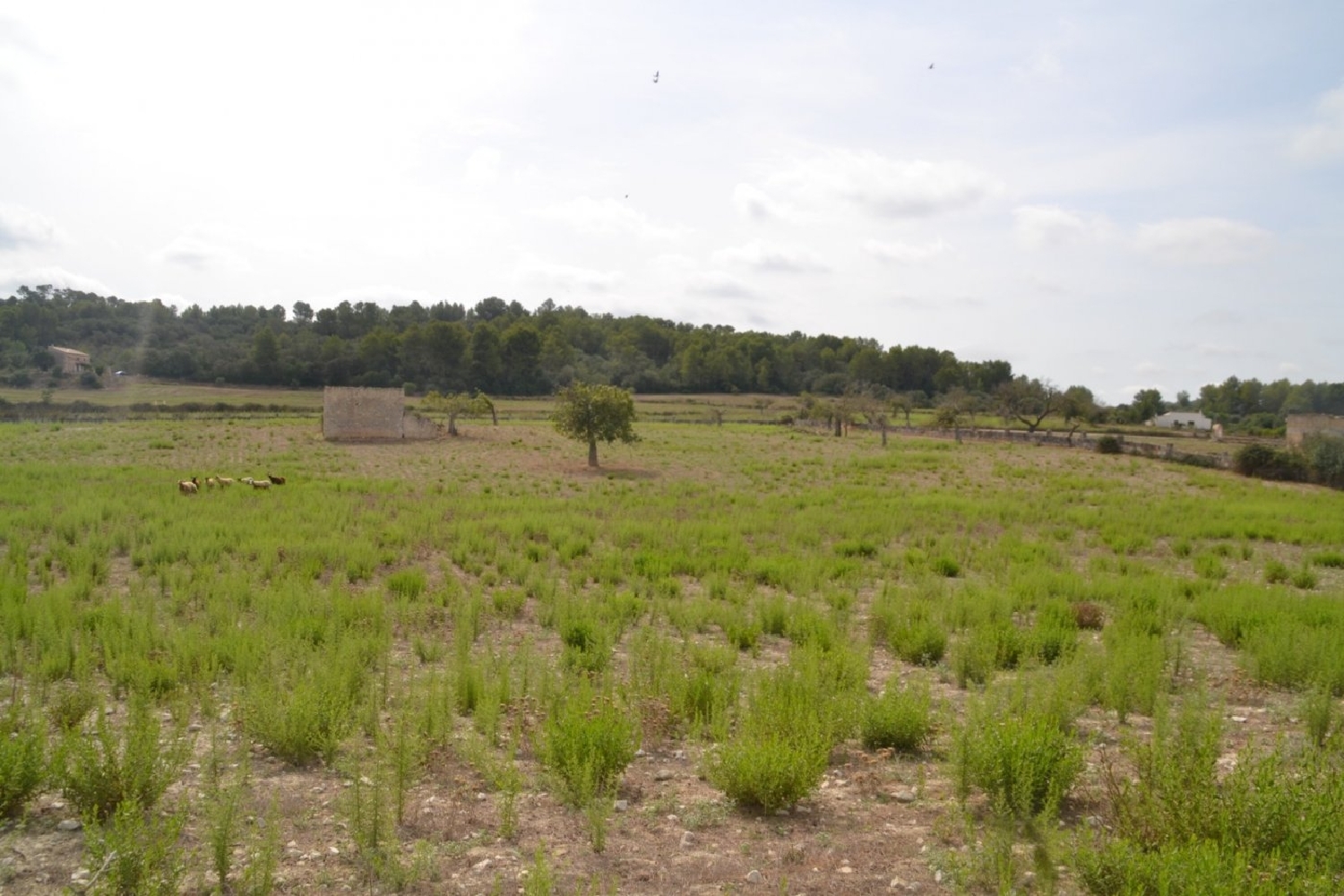  à vendre maison de campagne Sineu Pla (Es) 4