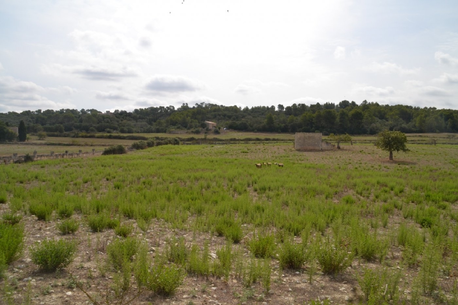  à vendre maison de campagne Sineu Pla (Es) 8