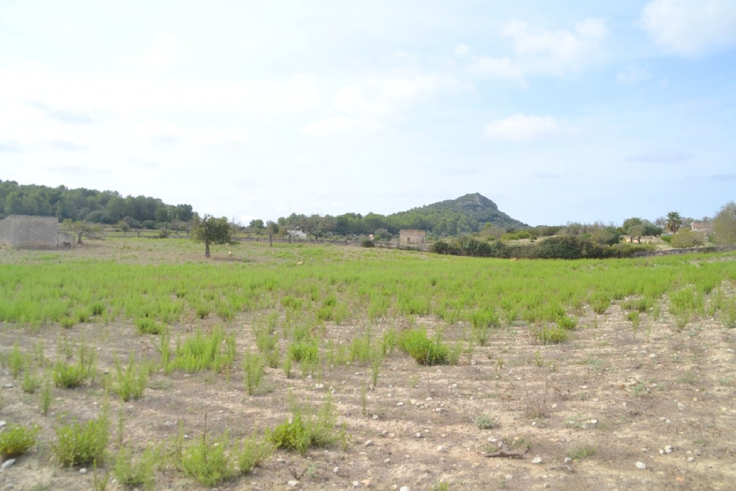  à vendre maison de campagne Sineu Pla (Es) 1