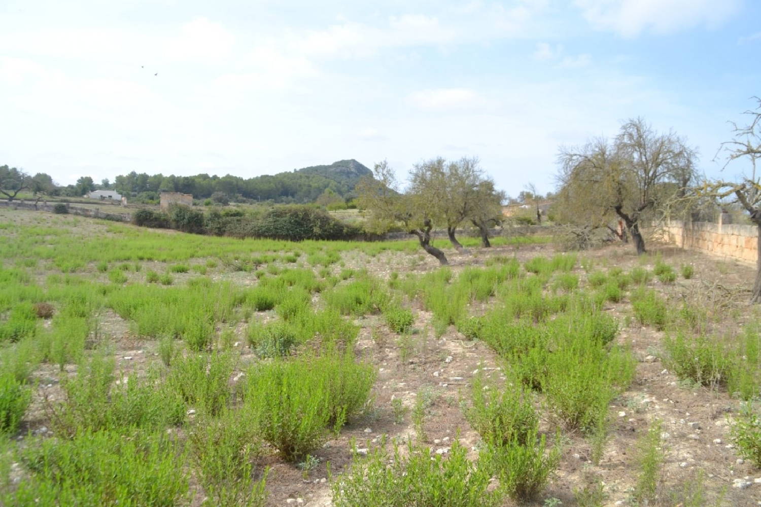  à vendre maison de campagne Sineu Pla (Es) 5