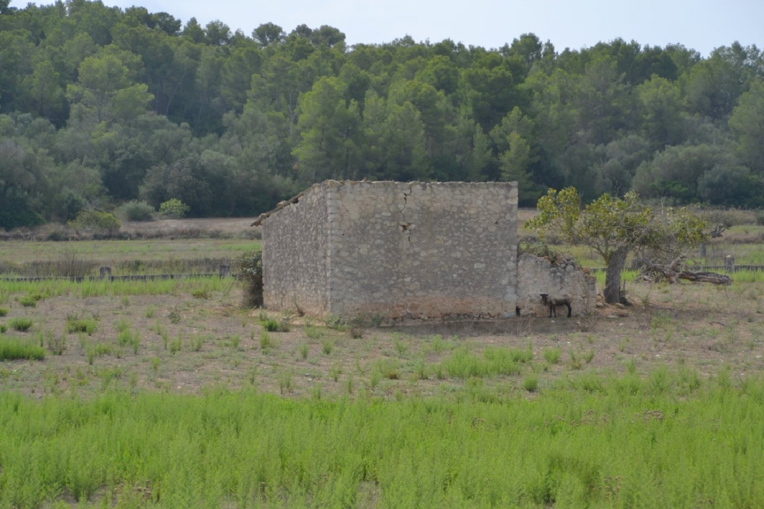 à vendre maison de campagne Sineu Pla (Es) 2