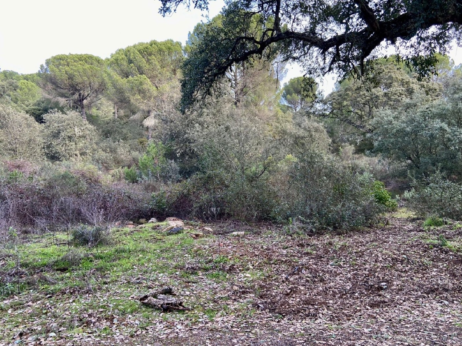 en venta finca rústica Villafranca De Córdoba Alto Guadalquivir 1