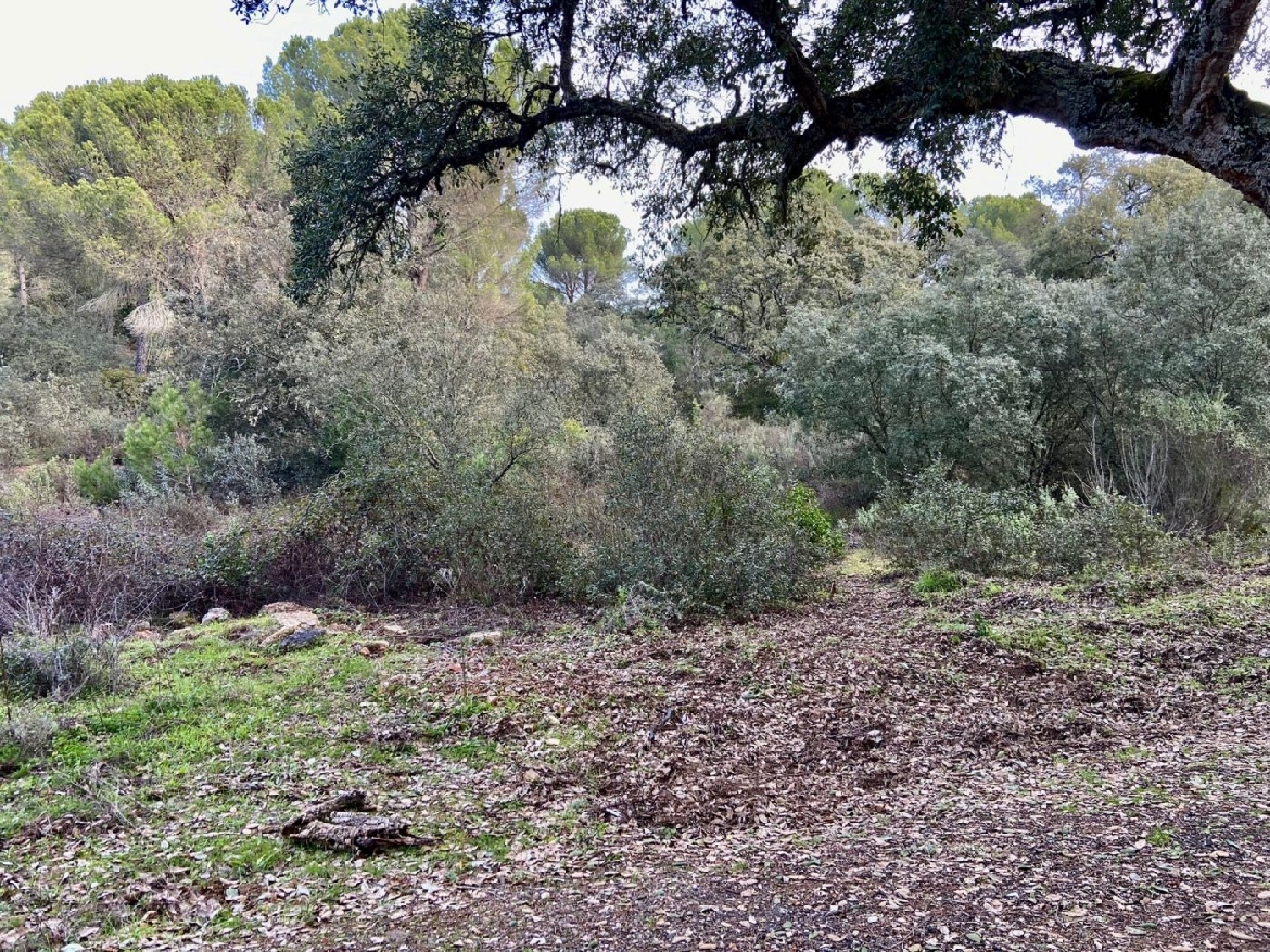 en venta finca rústica Villafranca De Córdoba Alto Guadalquivir 3