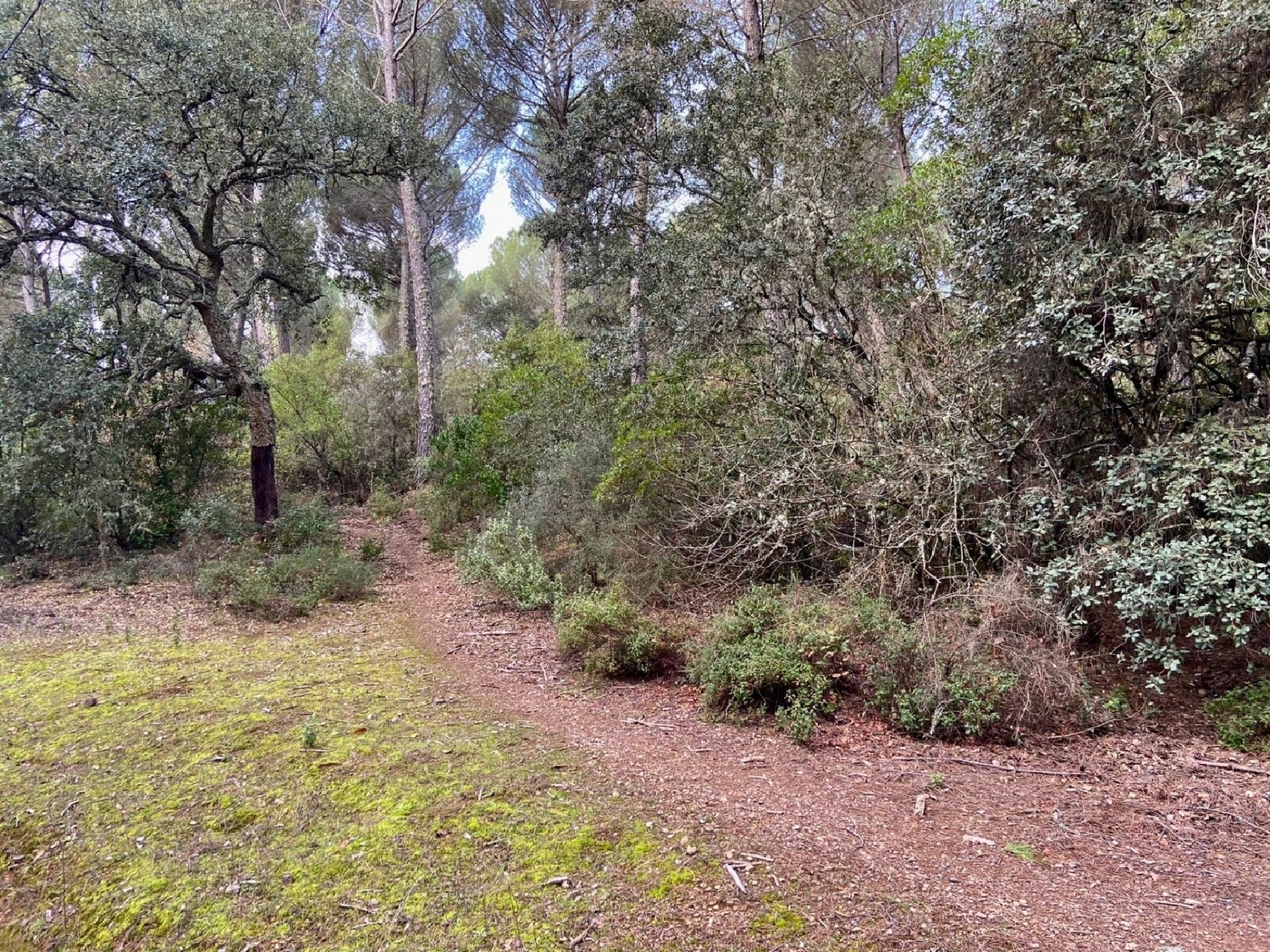 en venta finca rústica Villafranca De Córdoba Alto Guadalquivir 2