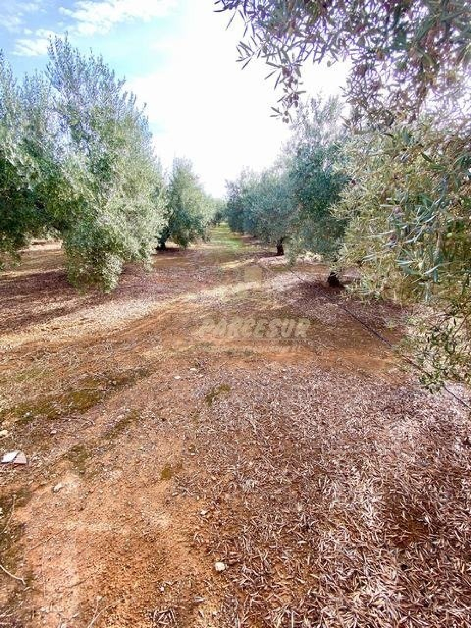  à vendre maison de campagne Villafranca De Córdoba Alto Guadalquivir 8