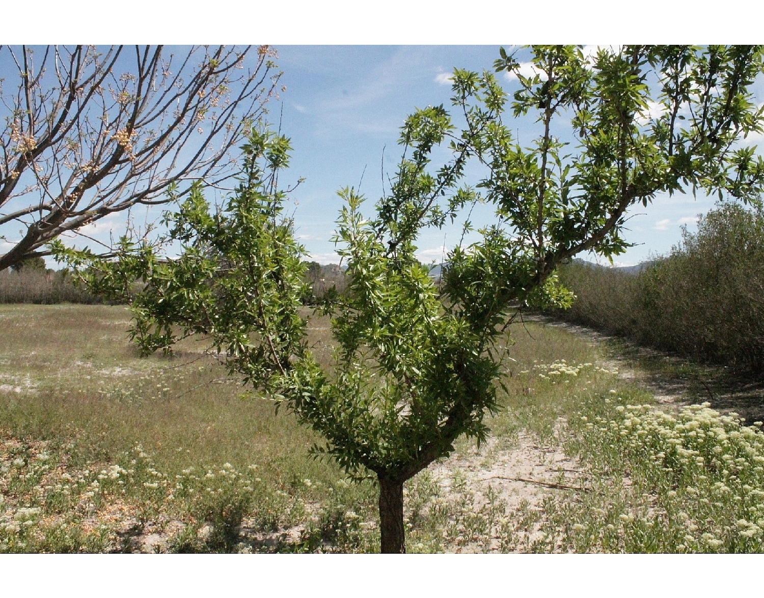  te koop boerderij Villena Alt Vinalopó 33