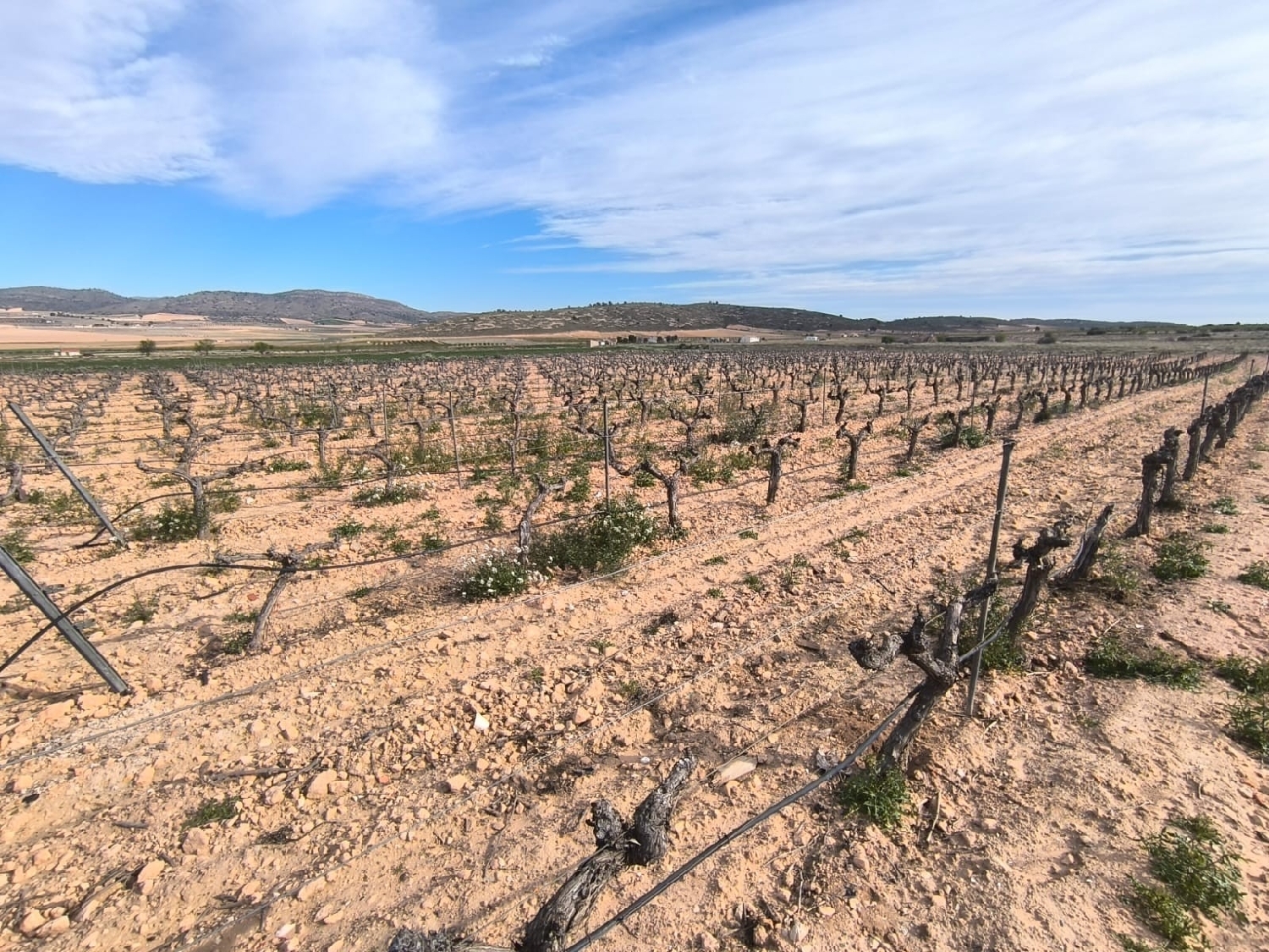  for sale country house Yecla Altiplano 2