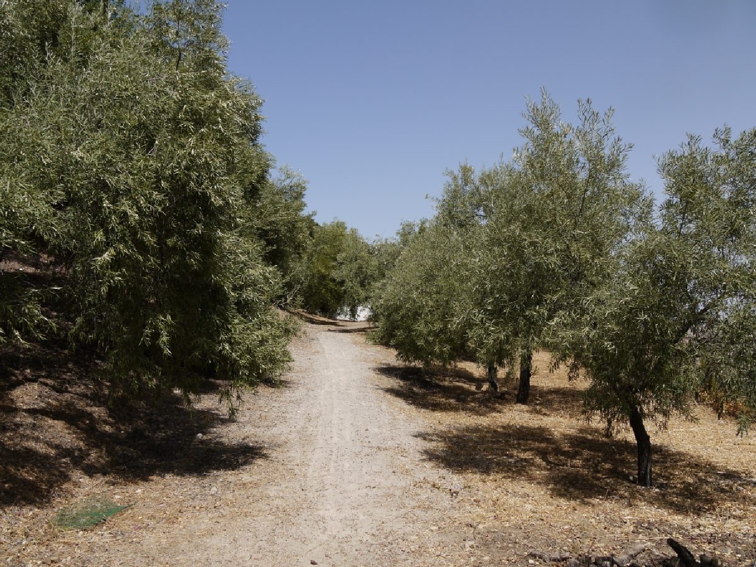  en venta finca rústica Zahara De La Sierra Sierra De Cádiz 3