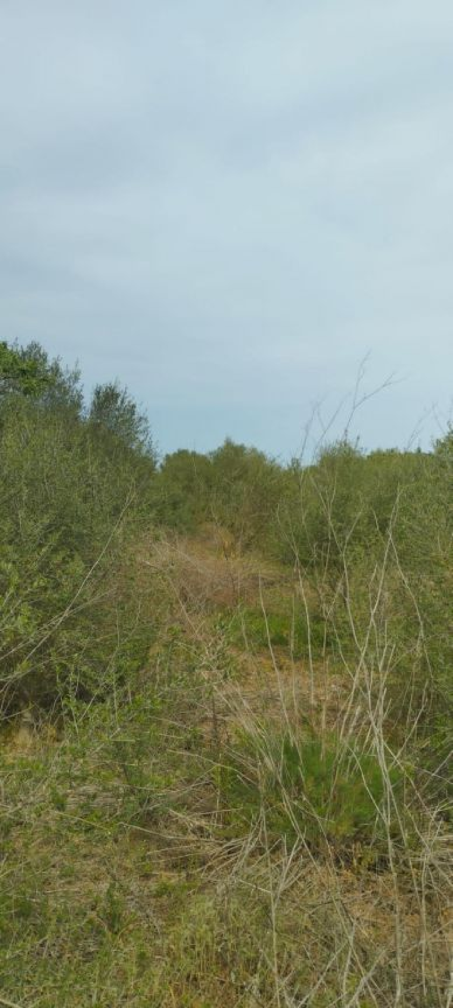  kaufen Haus Felanitx Sud 5