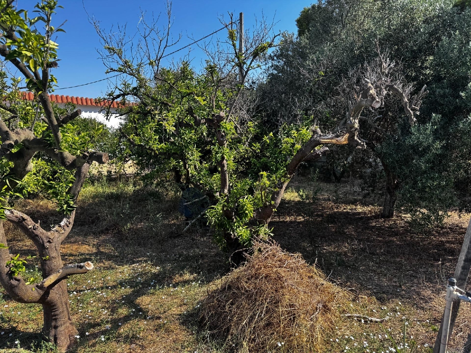  à vendre maison Jardin De Jaravilla Camp De Túria 6
