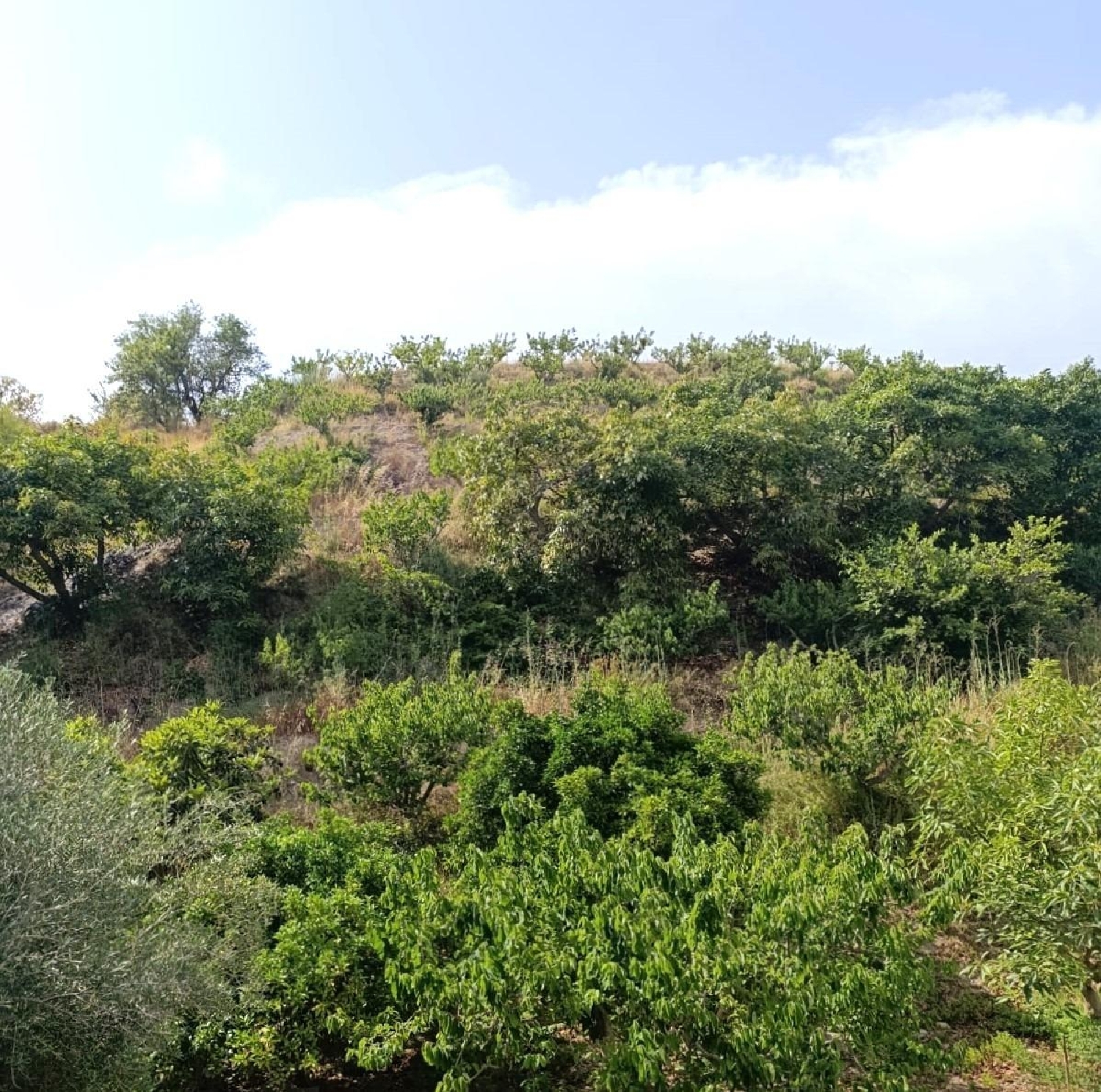  kaufen Haus Motril Costa Tropical 8