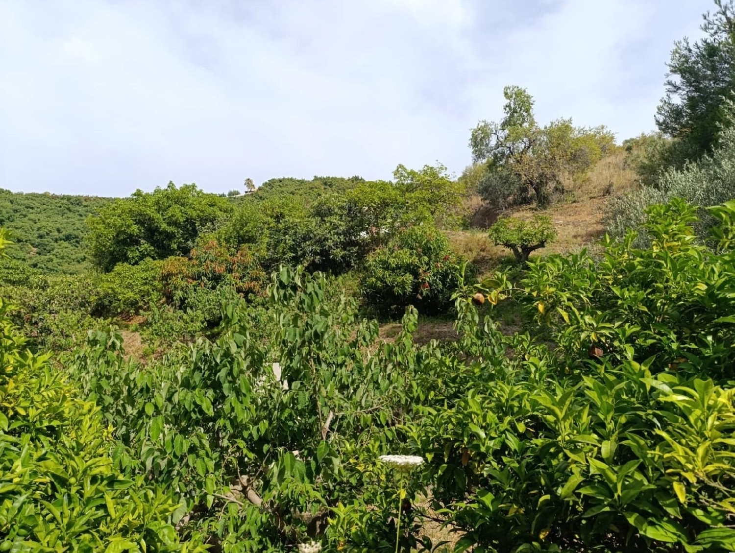  kaufen Haus Motril Costa Tropical 7