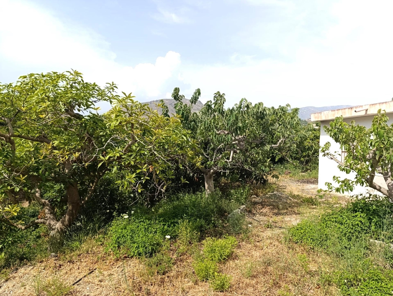 kaufen Haus Motril Costa Tropical 3