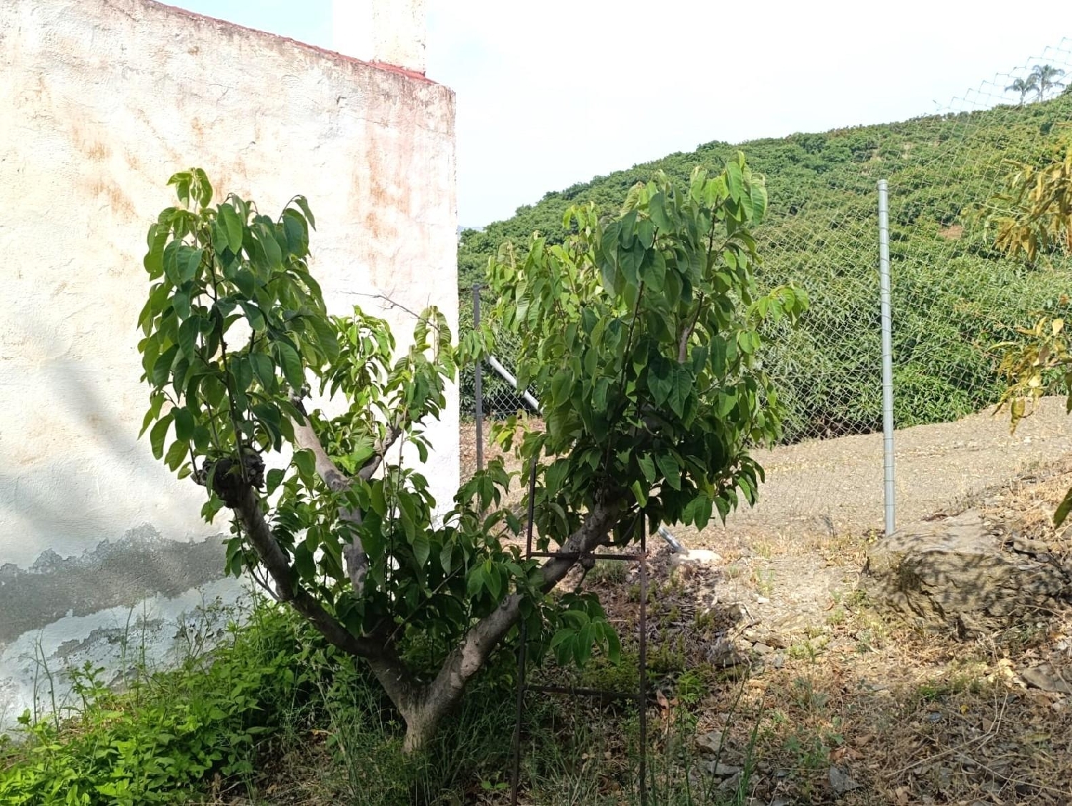  kaufen Haus Motril Costa Tropical 4