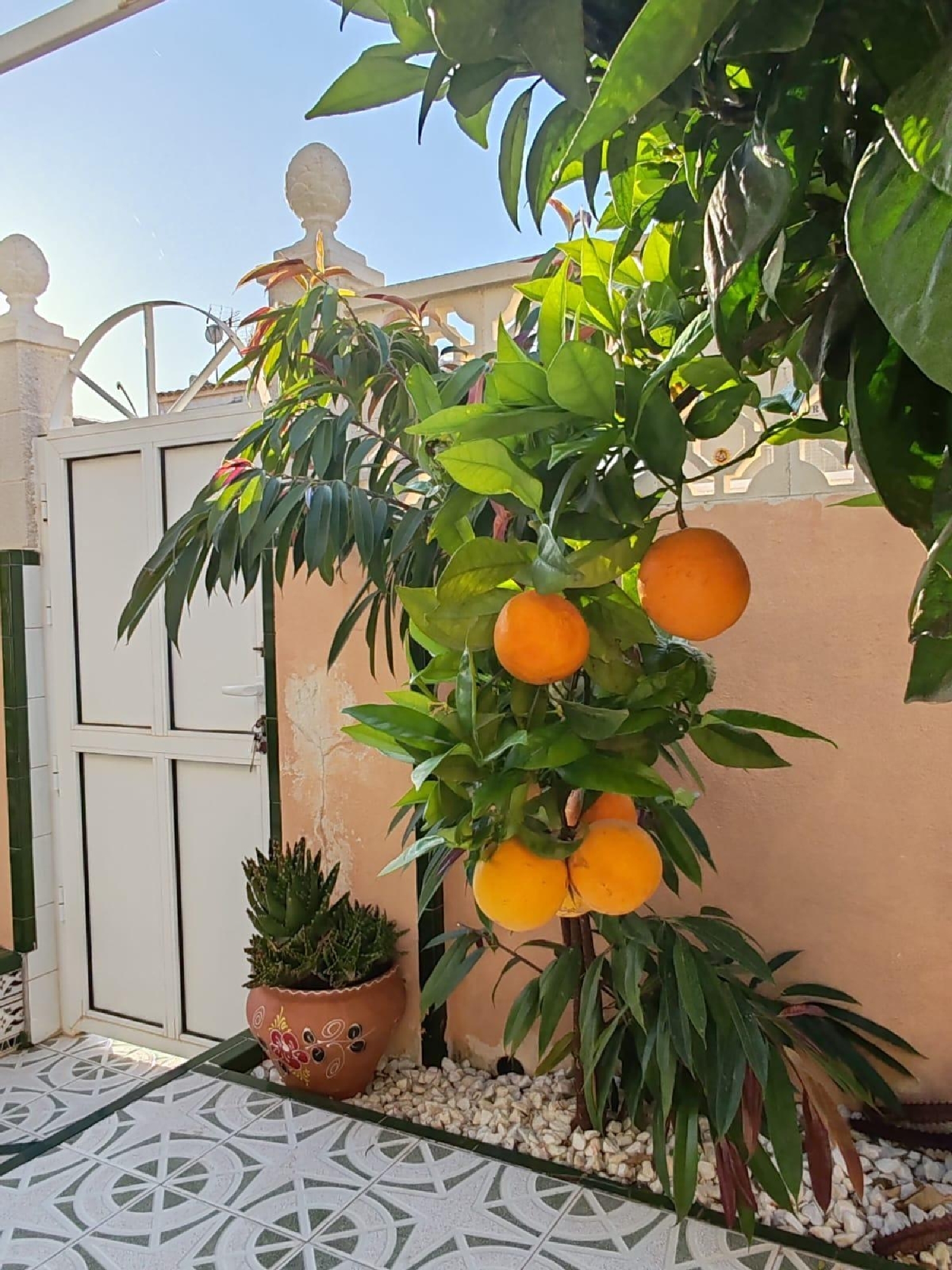  kaufen Haus Los Altos Baix Segura 6