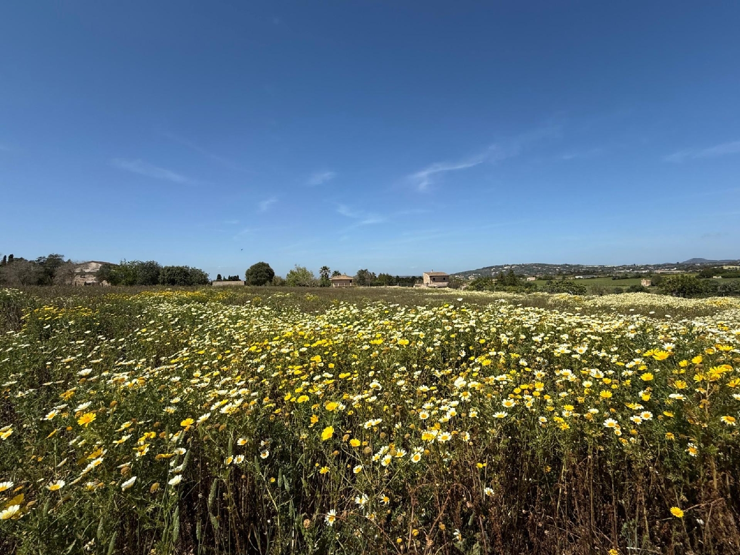  à vendre maison Manacor Llevant 6