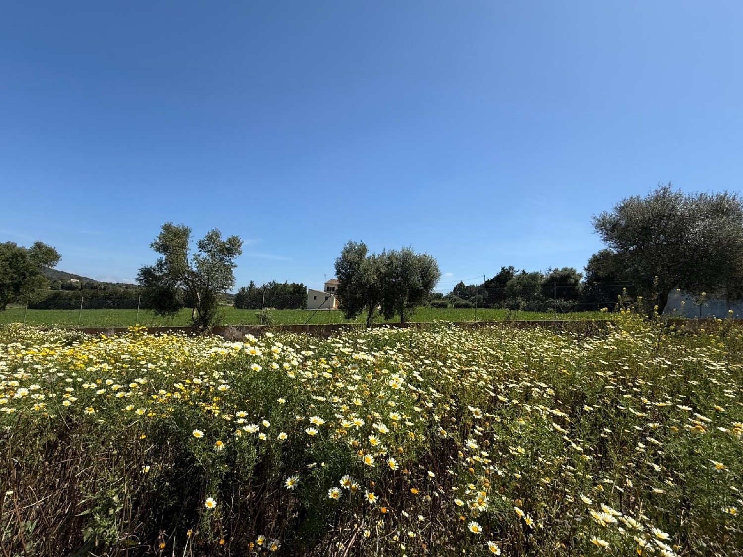  à vendre maison Manacor Llevant 7
