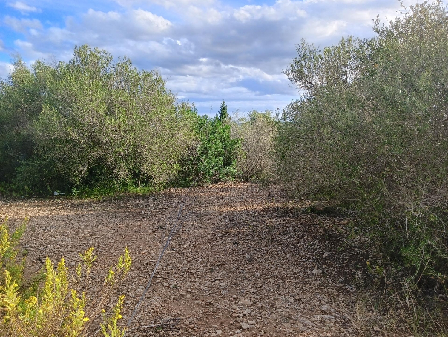  for sale house Manacor Llevant 4