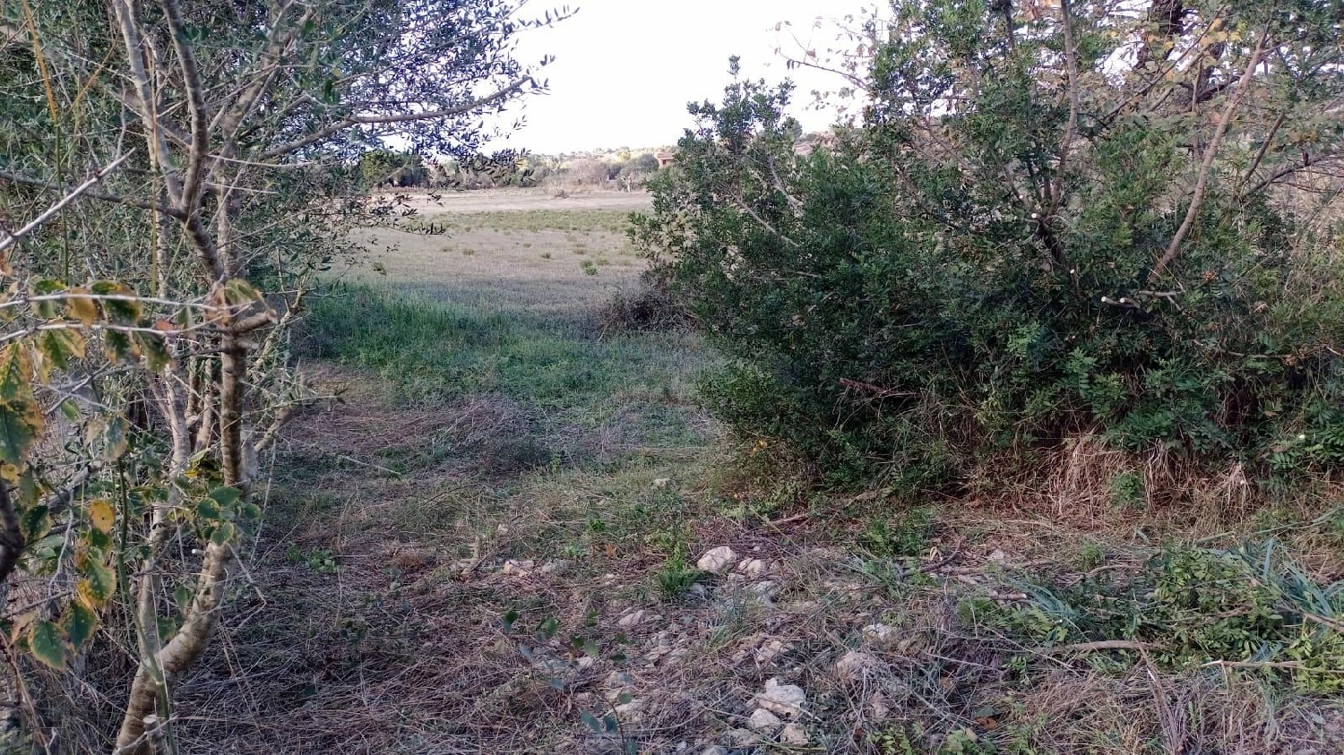  en venta casa Manacor Llevant 4