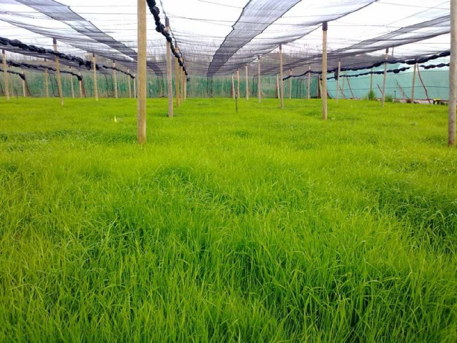  te koop huis Massabe Selva 5