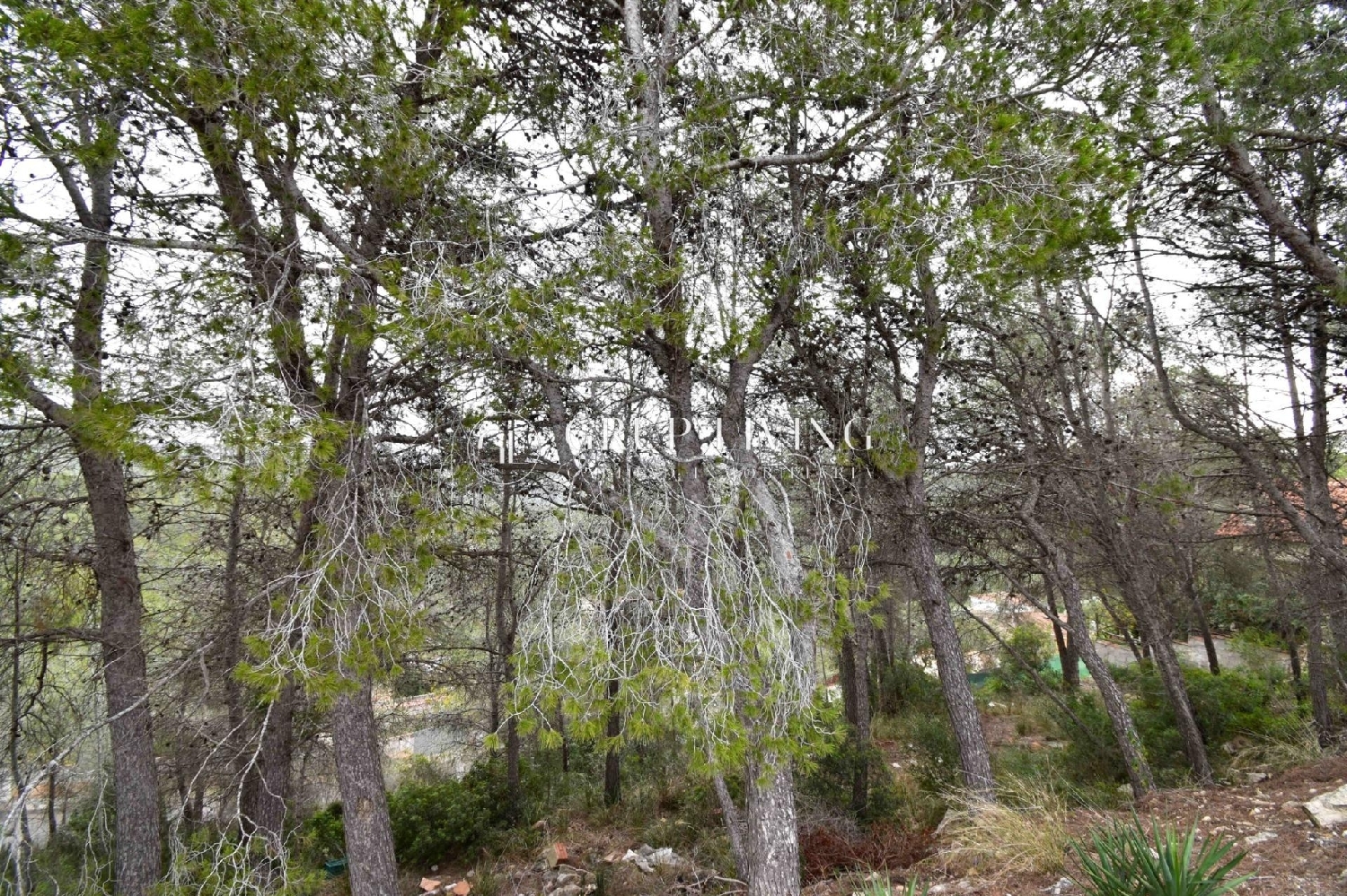  à vendre maison Sant Pere De Ribes Garraf 1
